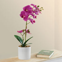 Deco Orquídea Purpura