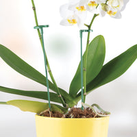 Sujeti Plantas