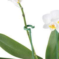 Sujeti Plantas