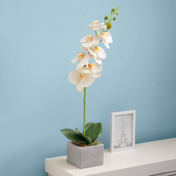 Deco Orquídea