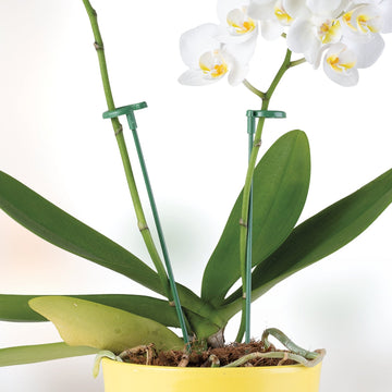 Sujeti Plantas