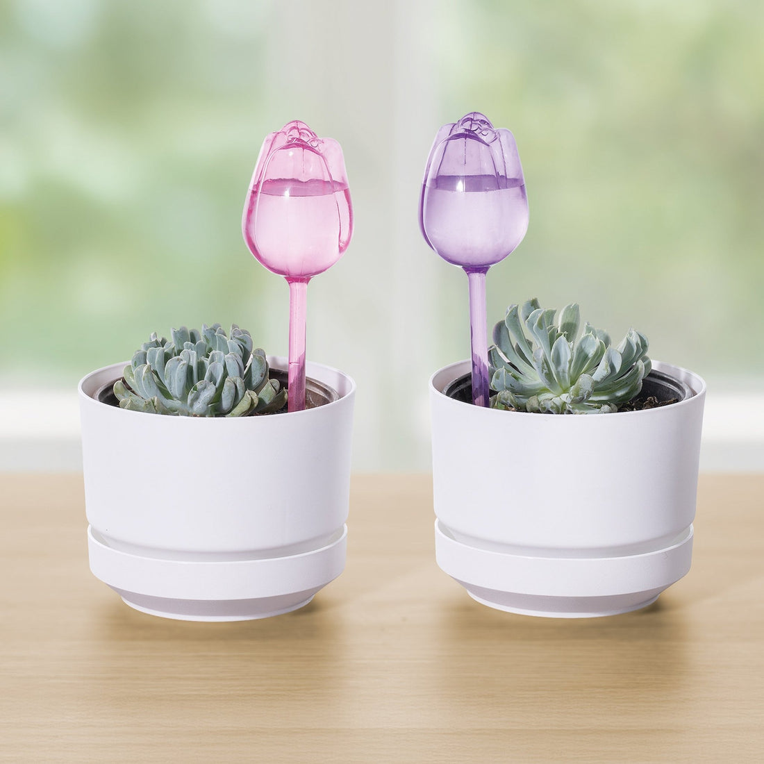 Set Tulipán Riega Fácil