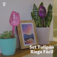 Set Tulipán Riega Fácil
