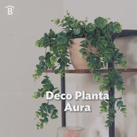 Deco Planta Aura